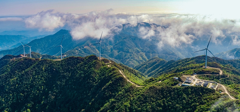 宁化鸡公岽